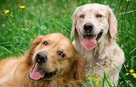 FxPro注册登录猫脸标注